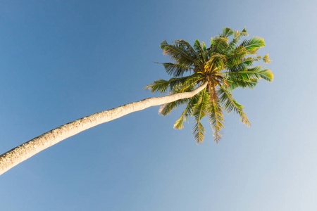 蓝蓝的天空上的棕榈树