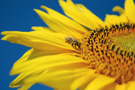 蜜蜂吮吸花蜜从向日葵图片