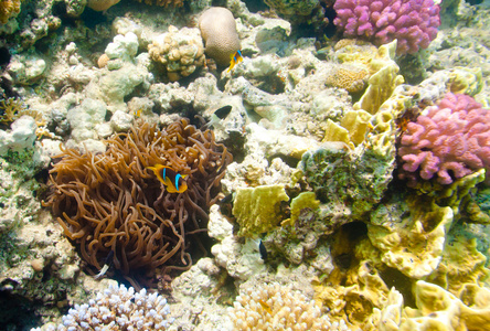 anemonefish红海