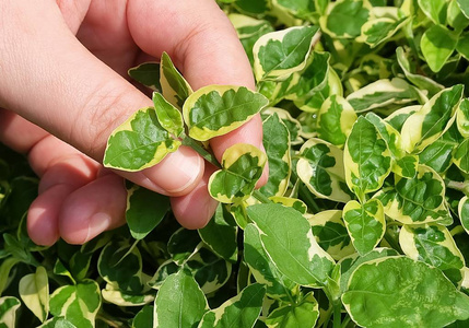 手照顾花园的绿化植物