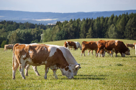 母牛和牛犊绿色草地上放牧的畜群。农场里的动物