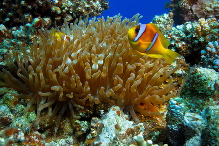 海葵多彩小丑鱼水下在红海