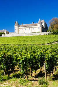 法国勃艮第葡萄园图片