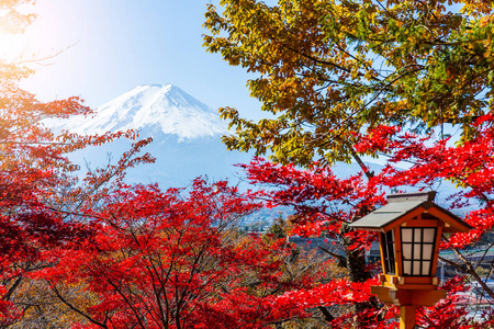 富士山和枫树