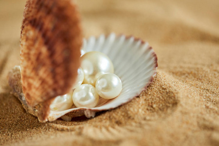 在海滩上开的贝壳珍珠