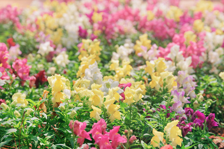 花园里的风景五颜六色金鱼草花 金鱼