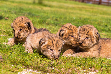 四个很小的狮子幼崽都累了