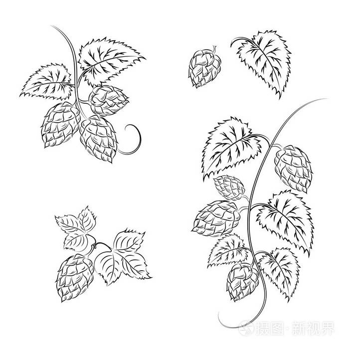 啤酒花与锥体,背景为白色,为一个孤立的分支