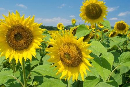 向日葵在夏日阳光明媚的日子里