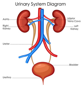 医学教育的生物学泌尿系统图