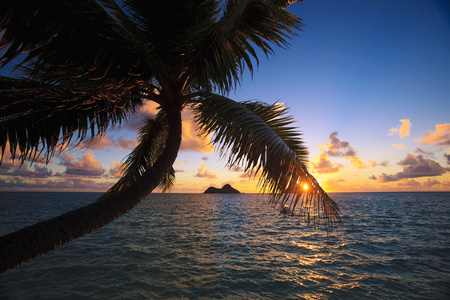 太平洋日出通过椰子棕榈图片
