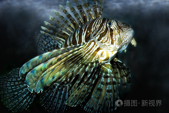 红狮子鱼volitanspterois