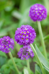 田野里的紫色花朵