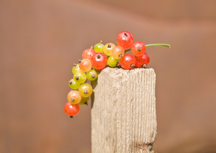 无核小葡萄干 currant的名词复数  茶藨子属植物的果实