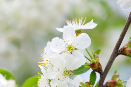 尤指果树的花 blossom的名词复数  花丛，花簇