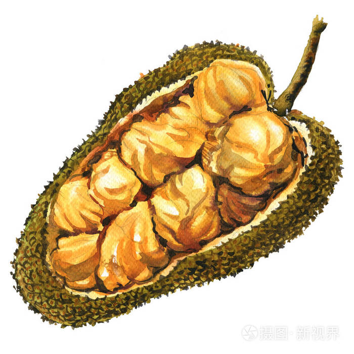 亚洲水果 buah cempedak 水果,菠萝蜜整数对象分离,在白色的水彩插图