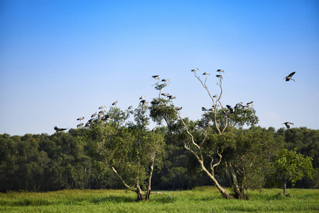 群天然与蓝天绿树上的白鸟