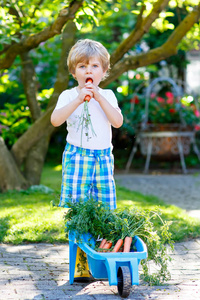 可爱的小小孩男孩用在国内的花园里的胡萝卜