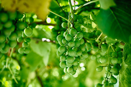 未成熟的年轻绿色葡萄的分支