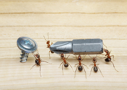 蚂蚁队拿着螺丝刀来打击团队合作