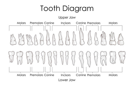 医学教育的生物人类牙齿图