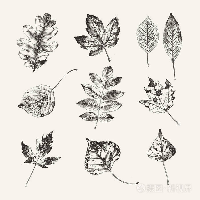 手绘秋天的树叶插画-正版商用图片01fzmr-摄图新视界