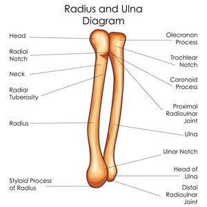 医学教育的生物学桡骨和尺骨图图