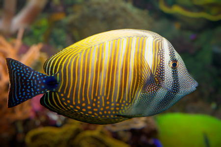 热带珊瑚鱼
