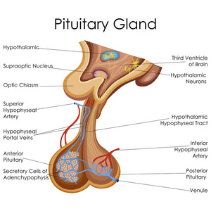 医学教育的生物学为垂体腺图图
