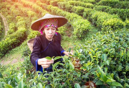 亚洲妇女被摘茶树叶在茶园背景性质