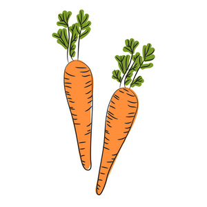 农场胡萝卜蔬菜孤立的素描。橙色的新鲜胡萝卜根