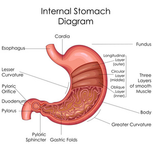 医学教育的生物学胃图
