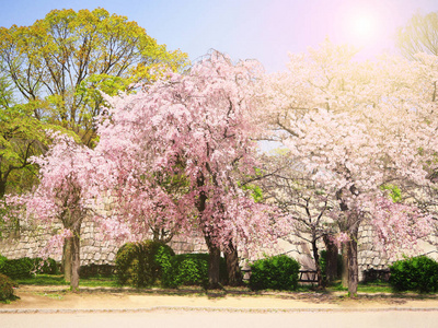 完全绽放的樱花 樱 在大阪城堡公园