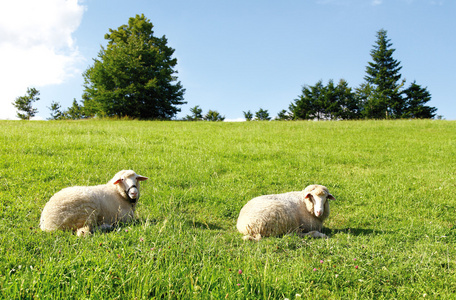 草地上有两只羊