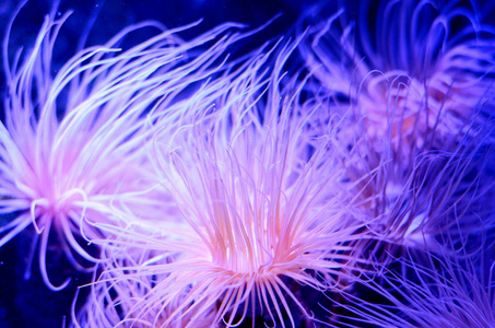 海葵在水族馆深蓝色的水中。热带海洋生活背景