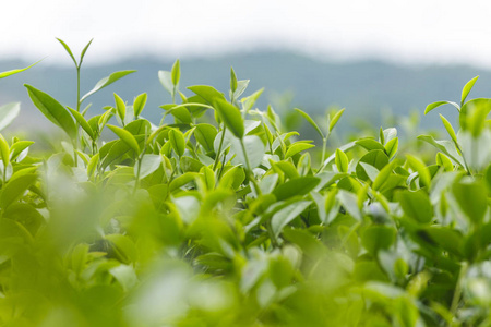 新鲜茶叶在上午茶种植园场