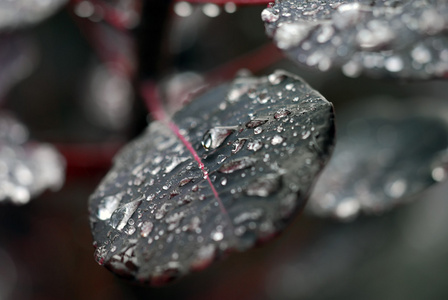 叶子上的雨滴