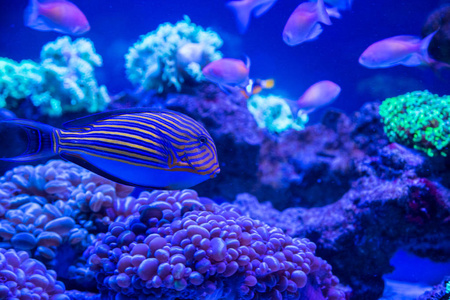 热带珊瑚鱼