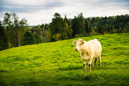美丽的白色奶牛在字段中。乡村景观与牛