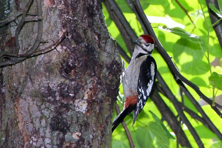 美丽的啄木鸟坐在一棵树上