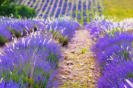 在普罗旺斯，法国的 valensole 附近的薰衣草田