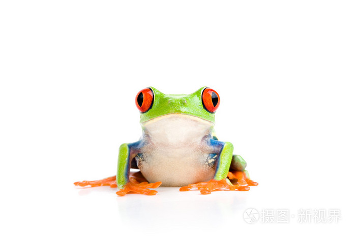 白色的青蛙