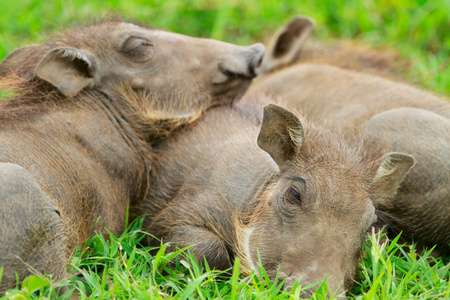睡在草地上的疣猪宝宝
