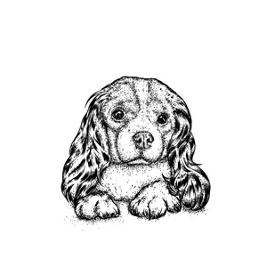 漂亮的小狗。可爱的小猎犬纯种狗。矢量图的一张明信片或海报，打印的衣服和配件