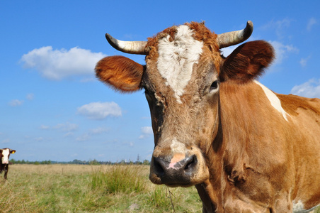 一头母牛的头图片