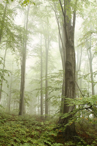 山雾环绕的落叶林