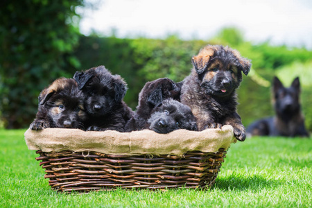 坐在一个篮子里的老德国牧羊犬幼犬