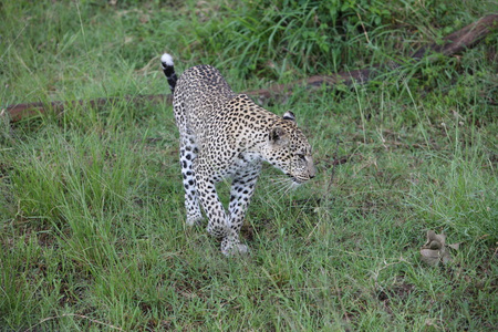 豹肯尼亚非洲大草原野生动物猫哺乳动物