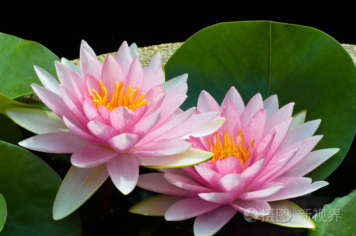 粉红色的莲花