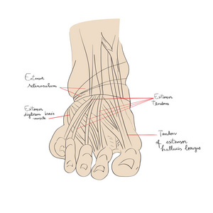 脚肌腱颜色